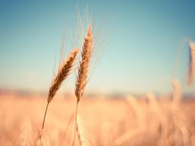 Tutti a bordo, parla il cibo! foto 