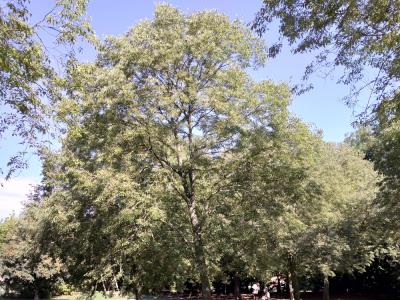 Il bilancio arboreo di Castel Maggiore foto 